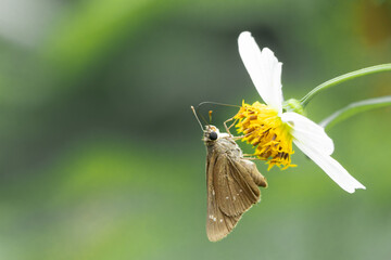 Butterflies and flowers in the park.