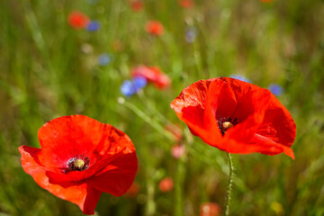 Two red flowers with blue petals in a field. The flowers are in full bloom and are surrounded by green grass. Concept of beauty and tranquility