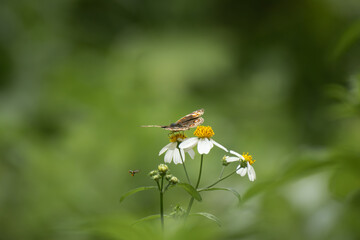 Butterflies and flowers in the park.