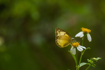 Butterflies and flowers in the park.