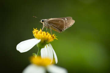 Butterflies and flowers in the park.