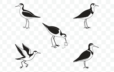 Print Comprehensive Sandpiper Line Art Vector Set for Detailed Bird Illustrations