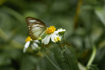 Butterflies and flowers in the park.