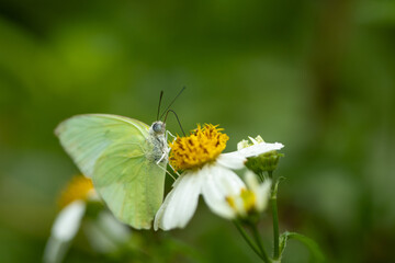 Butterflies and flowers in the park.