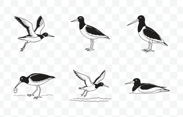 Print Oystercatcher Line Art Vector Collection Featuring Detailed Illustrations of Coastal Birds for Artistic and Design Use