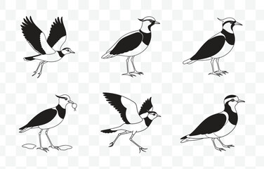 Print Detailed Lapwing Line Art Vector Set for Designers and Illustrators