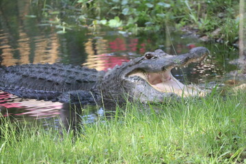 alligator in the everglades