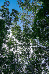 Treetops seen from a low angle. The spring green beech forest seen from below. Several trees in the middle of the forest, seen from below. Green trees, passing a sense of tranquility.