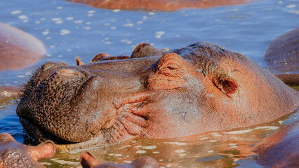 Happy Hippo