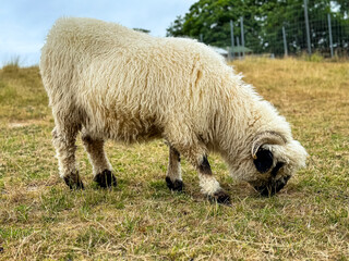 Sheep on the field. Sheep eating grass in a field landscape scene. Scenic view of trees in a green field with sheep grazing on grass