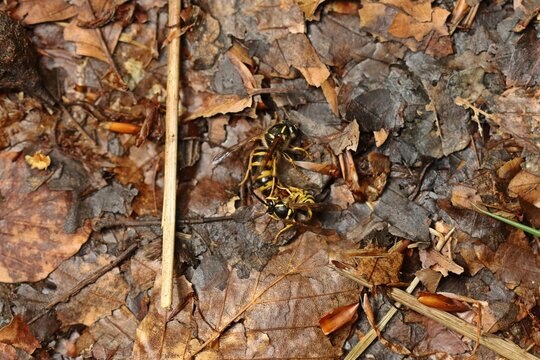 Paarung der Waldwespe (Dolichovespula sylvestris)