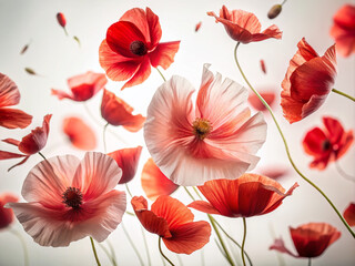Delicate, crimson poppy petals float gently in mid-air, their soft, ruffled edges and fragile stems contrasting with the crisp, clean white background.
