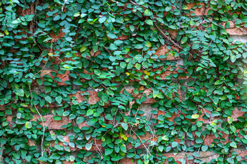 Pictures of green background leaf on the wall.