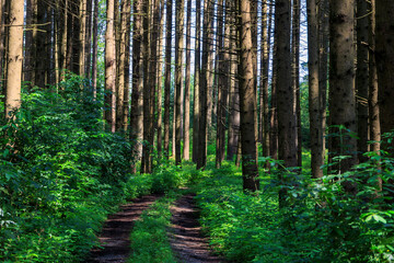 Rays of sunlight fall through conifers onto a shady forest path