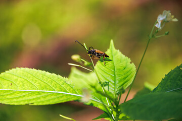 A red-brown longhorn beetle sits in the forest on a green leaf