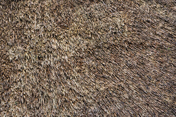 A thatched roof of a traditional house in Bergen in the Netherlands