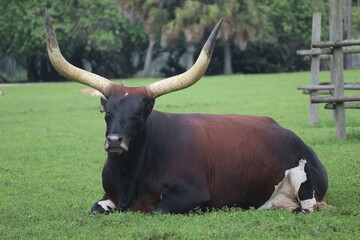 cow and calf