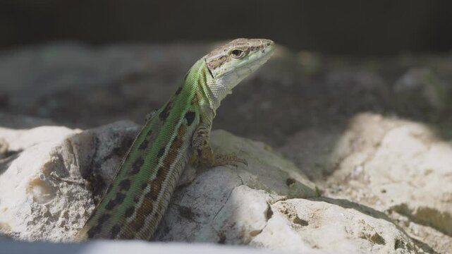 Italian wall lizard (Podarcis siculus) resting in the shade