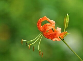 iger-Lilie (Lilium lancifolium) Nahaufnahme © bwagner