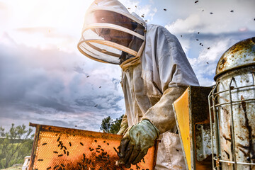 Beekeeper manipulating a beehive frame