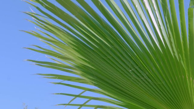 tropical leaf African Sabal fan palm gracefully sways in wind close-up, natural beauty tropics, tropical atmosphere in advertising travel agencies, hotels, airlines, food and beverages