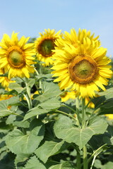 Sunflower field with the sky background.