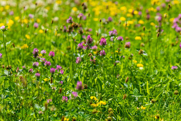 field of flowers with a mix of yellow and purple flowers