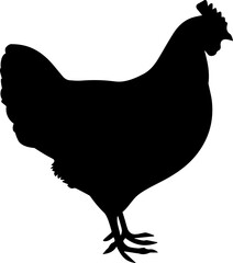 Illustration of a black chicken silhouette. Vector. © nazar12