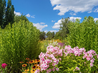 Variety of flowers and plants at the School and Community Garden in Brunswick, Braunschweig, Dowesee, Germany. Environmental protection, clean air, climate change. Summer landscape