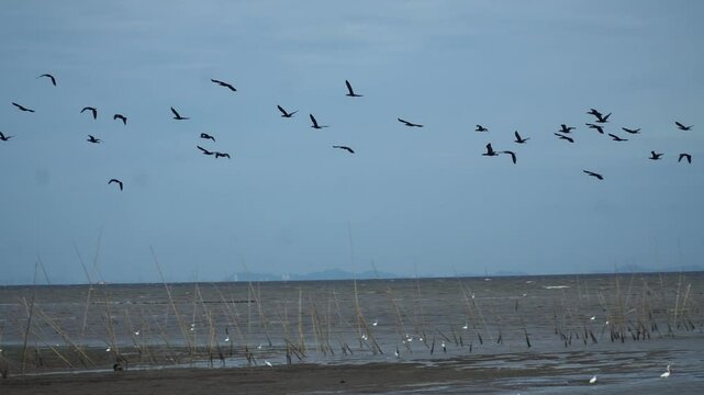Cormorants flying on mud beach. River into the mangrove forest. Wetlands Ramsar Convention Concept.