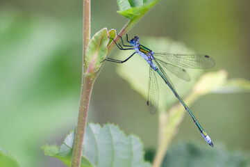 Emerald Damselfly, Lestes sponsa, adult male on the tree