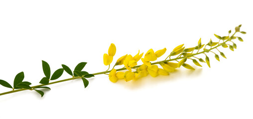 Black broom sprig with flowers