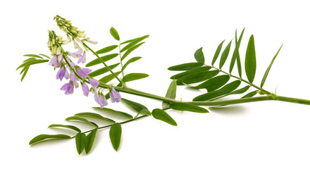 Goat's rue branch with flowers