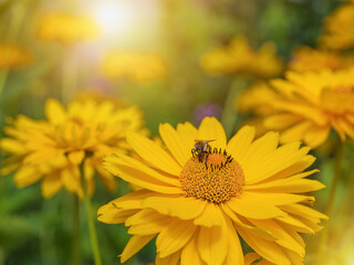 Bee collects nectar on a large yellow flower in the rays of the setting sun. Protection of bees and the environment, insect problems, honey, clean ecology. Summer and spring backgrounds.