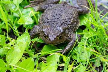 The gray toad is an amphibian animal, lying on green lush grass.
