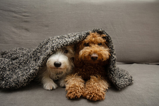 Two hide, cold or afraid dogs covered with a blanket. Fireworks or separation anxiety concept