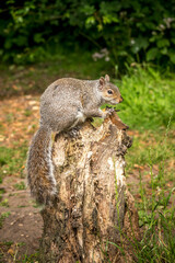 Grey Squirrel sat on old tree in the sun