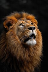 Fototapeta premium Craft a digital closeup image of a roaring lion in black and white, emphasizing its intensity and power