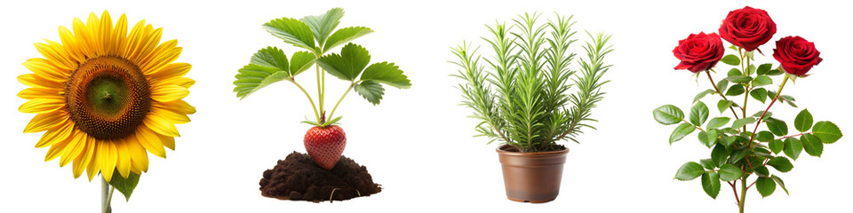 Obraz premium Beautiful Collection of Flowers and Plants Isolated on Transparent Background