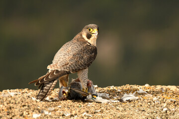 halcon peregrino se alimenta de una presa