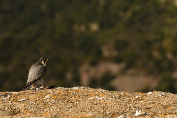 halcon peregrino se alimenta de una presa