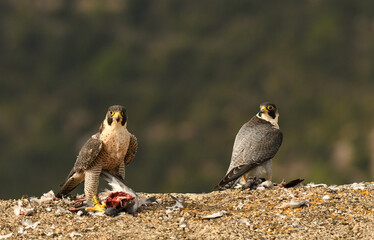 halcon peregrino se alimenta de una presa