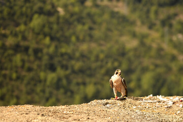 halcon peregrino se alimenta de una presa