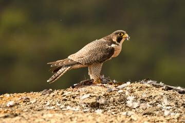 halcon peregrino se alimenta de una presa