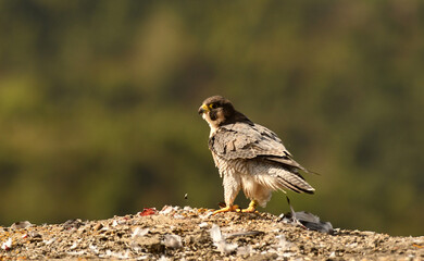 halcon peregrino se alimenta de una presa