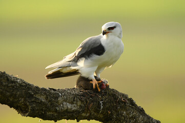 Un elanio de alimenta de su presa en un posadero