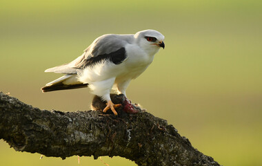 Un elanio de alimenta de su presa en un posadero