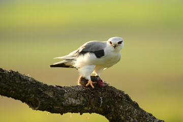 Un elanio de alimenta de su presa en un posadero