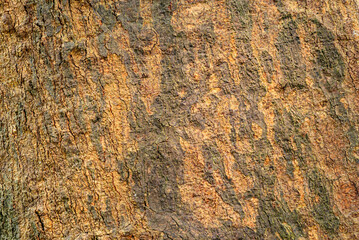Closeup texture of old rough surface of Mammea siamensis tree stem in botanical garden, Thailand .