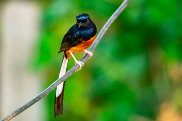 White-rumped shama bird perched on an electric wire in the teak forest in the rural of Thailand.